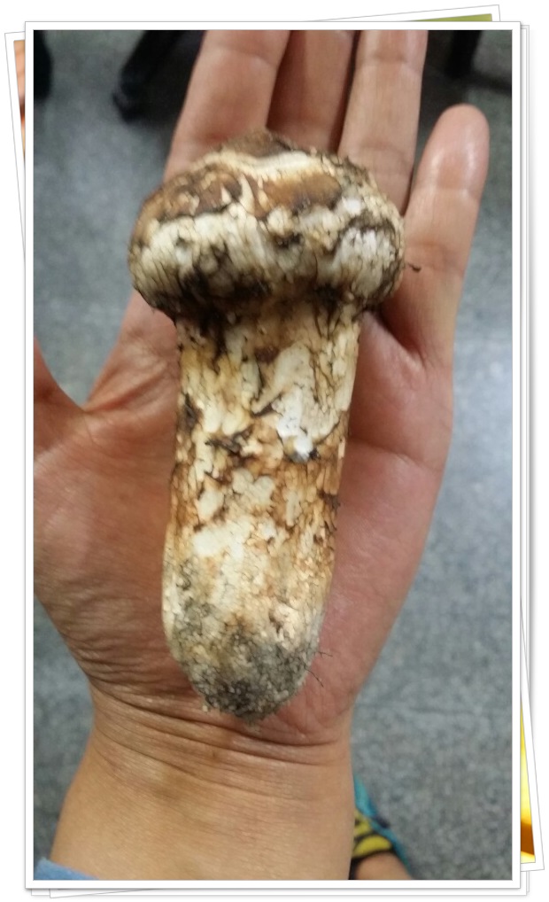  볼거리 먹거리 가득한 봉화 송이축제, 송이버섯 정말 맛있어요^^