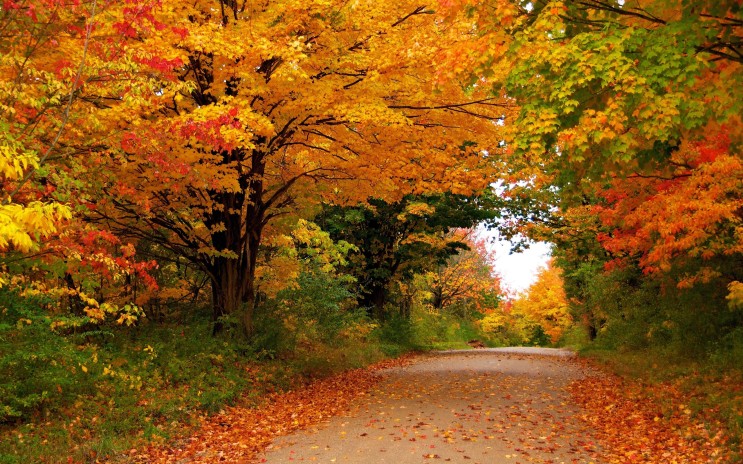 가을풍경 배경화면이미지 고화질 윈도우 바탕화면 단풍이미지8 : 네이버 블로그