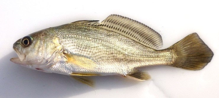 약선도가]민어(鮸魚면어 Nibea imbricata MATSUBARA)민어 효능/민어 부작용 : 네이버 블로그