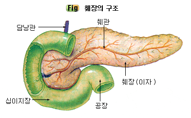 췌장이란 : 네이버 블로그
