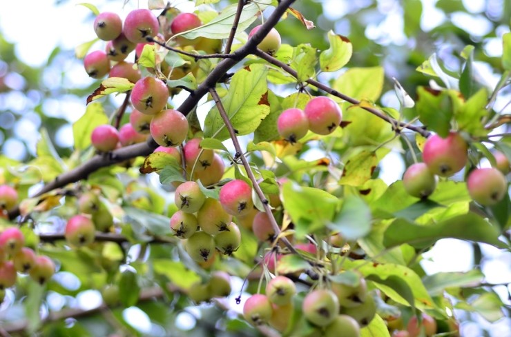 서부해당화, 꽃사과, 아그배나무, 야광나무 붉은 열매가 익어가고 있습니다. : 네이버 블로그