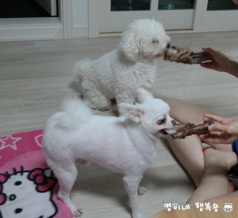  우리 귀여운강아지. 포메라이언 만복,비숑프리제 삐숑 뼈간식 득템_