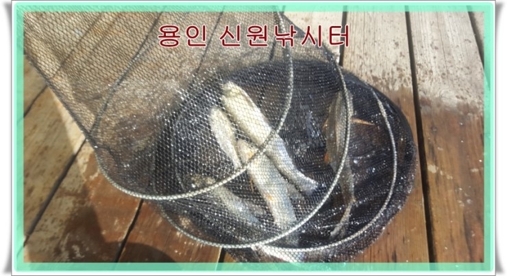 용인 신원낚시터 수상좌대 조행기 2탄~