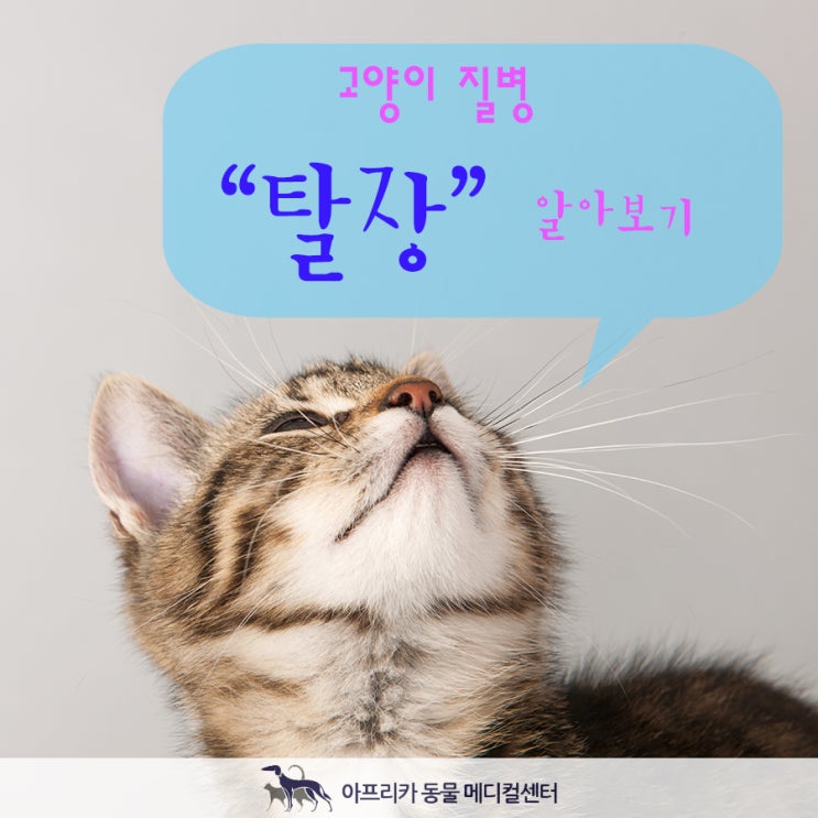 고양이 탈장에 대해서