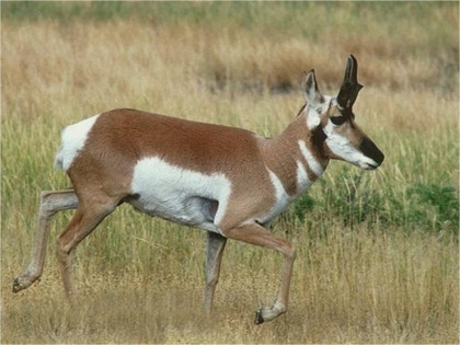 가지뿔영양(Pronghorn) : 네이버 블로그