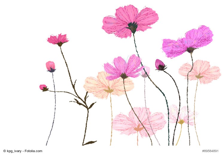 코스모스 꽃 일러스트] 가을 대표 꽃 코스모스를 아기자기한 일러스트로 만나보세요 : 네이버 블로그