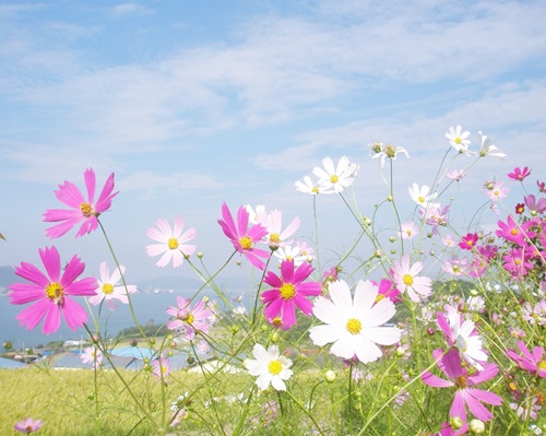 가을에 피는 꽃 :: 봄 보다 더 예쁜 가을 꽃 종류 및 꽃말 알아보자! : 네이버 블로그