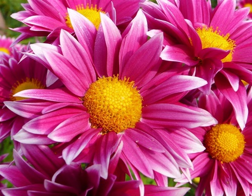 가을에 피는 꽃 :: 봄 보다 더 예쁜 가을 꽃 종류 및 꽃말 알아보자! : 네이버 블로그