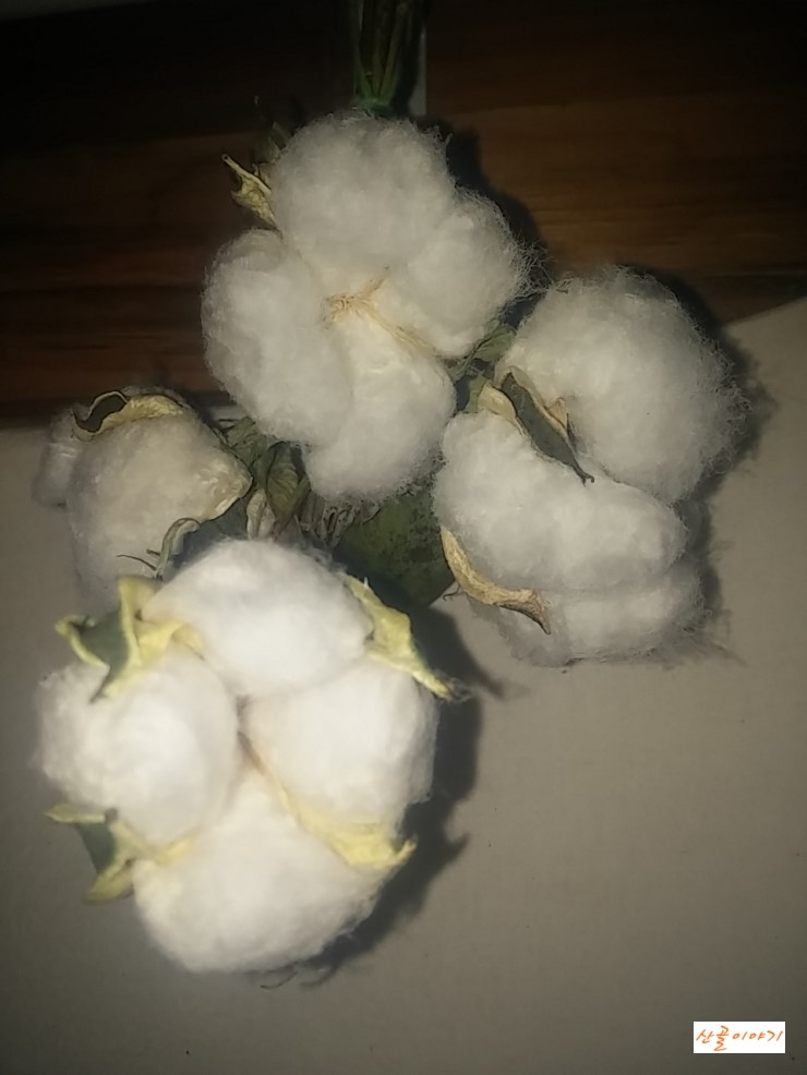 목화꽃 열매가 터졌어요.
