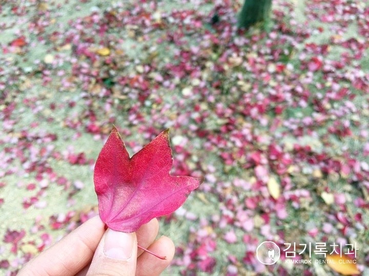 수원의 가을! 영통구 매탄동, 낙엽 떨어지는 가을풍경