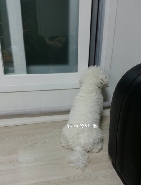  강아지 뼈간식 먹다용.