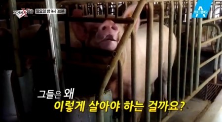  먹거리X파일 '동물복지' 보셨나요?