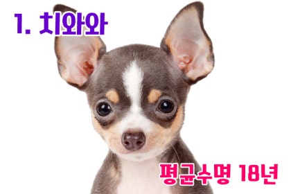 코카푸는 얼마나 오래 사나요