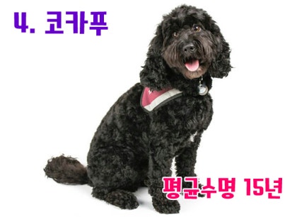 코카푸는 얼마나 오래 사나요