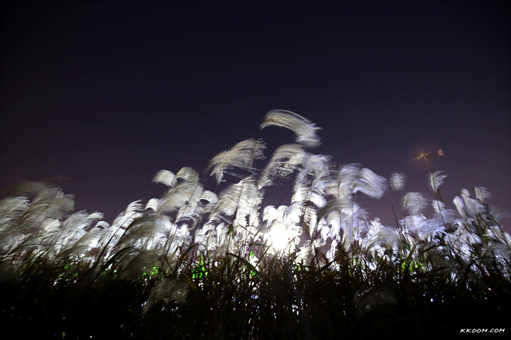 하늘공원 억새축제 야경