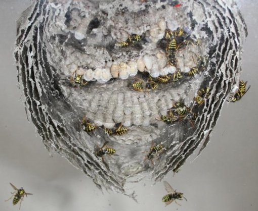 곤충사회도 암살과 반역?..일벌이 여왕벌 죽이는 이유 밝혀졌다