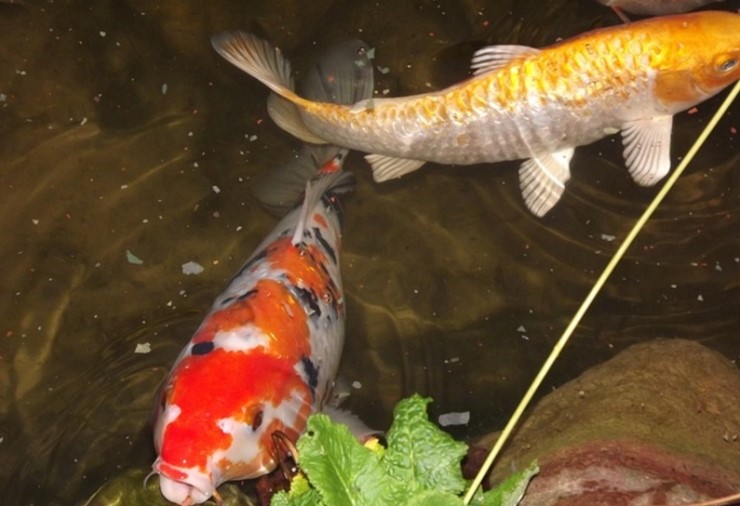 색종이를 이용해서 입체모양의 멋진 물고기만들어보기