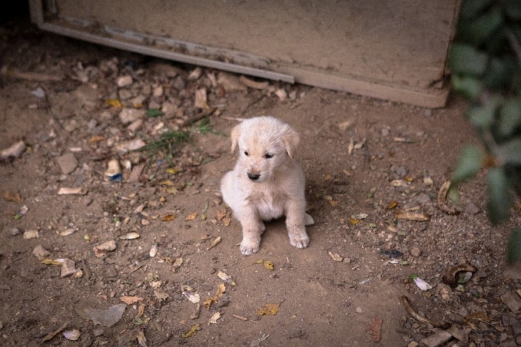  귀여운 강아지 CUTE DOG!