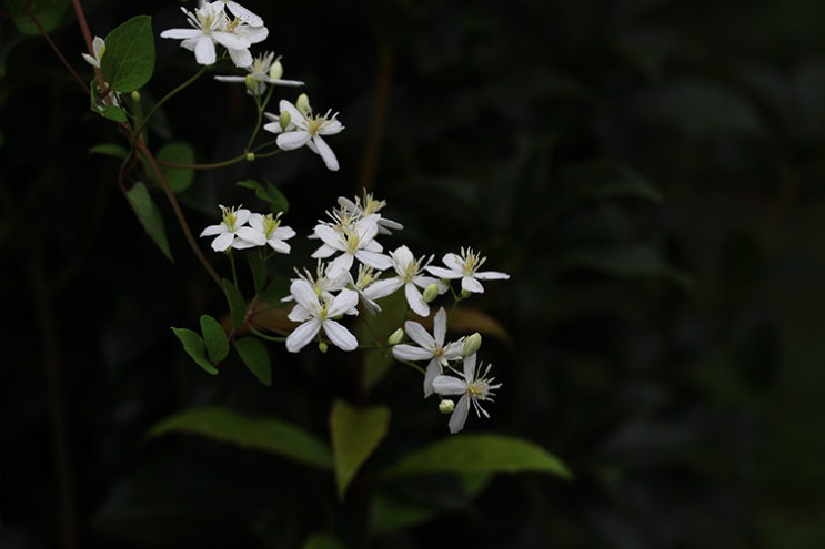  으아리 종류 14종 모아 보기