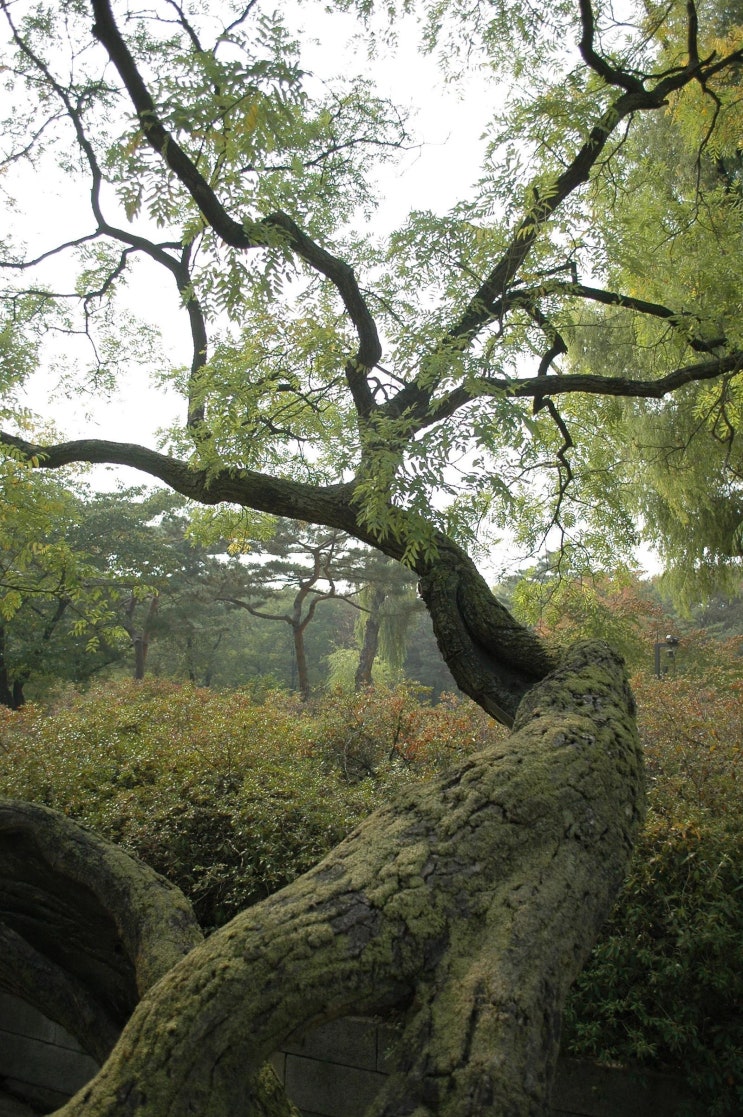  가을 경복궁 2
