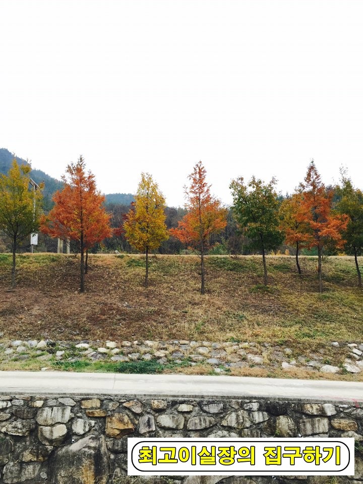  [의성 갈볼만한곳] 의성 금성산