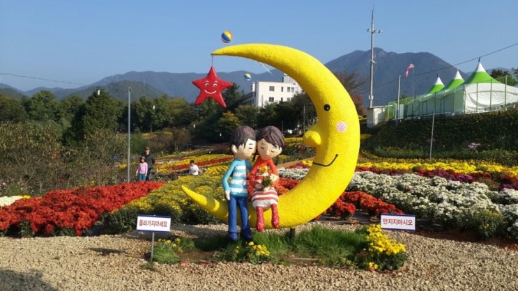   화순국화축제 남산공원 도심속국화향연 