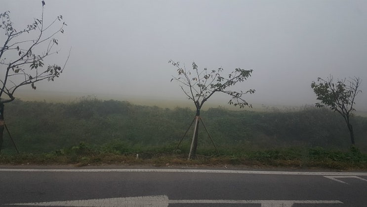 어쩐지 이상한, 어쩐지 을씨년스러운, 안개인지 미세먼지인지 @사요나라 어쩐지 이상한, 어쩐지 을씨년스러운, 안개인지 미세먼지인지 @사요나라