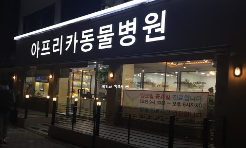  강아지 출산 임박_