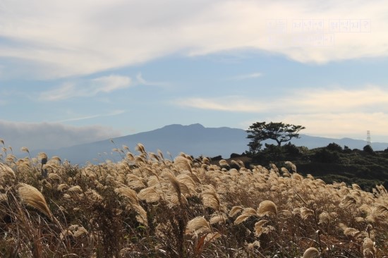  [제주] 닭머르길