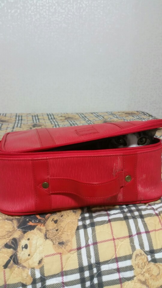  냥이 사랑