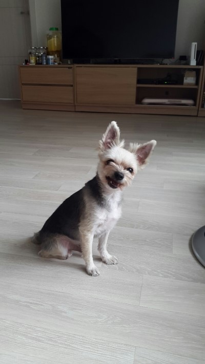  [핸드메이드] 강아지목도리 만들기 !