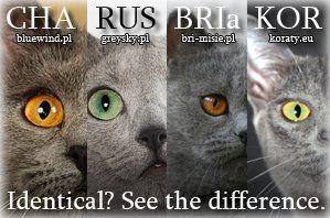 러시안블루 Vs 코랫(코라트) 차이점 - 우리집 고양이는 러시안블루일까? 코랫일까? : 네이버 블로그