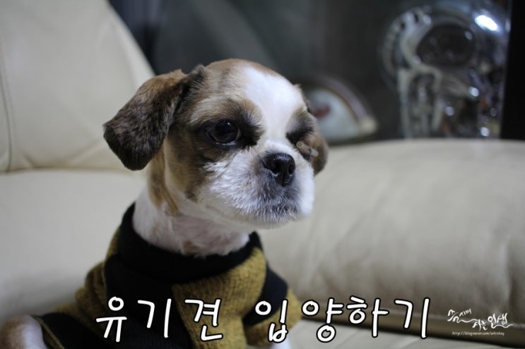  [유기견 입양기] 우리집 새식구 짱아 입양기