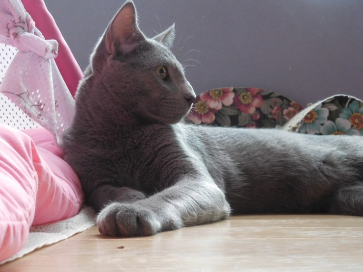 러시안블루 Vs 코랫(코라트) 차이점 - 우리집 고양이는 러시안블루일까? 코랫일까? : 네이버 블로그