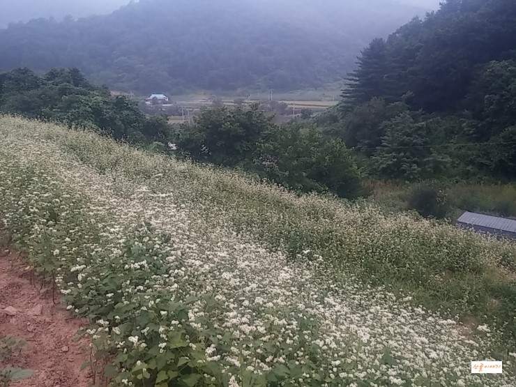 메밀의 효능