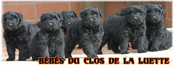 부비에 데 플랑드르 Bouvier Des Flandres 와 위험질병에 대해 알아보겠습니다 강아지 종류 희귀강아지 목양견 허딩그룹 플란다스의 개 유전병 위험질병 종특이성 네이버 블로그 부비에 데 플랑드르 Bouvier Des Flandres 와 위험질병에 대해 알아보겠습니다 강아지 종류 희귀강아지 목양견 허딩그룹 플란다스의 개 유전병 위험질병 종특이성 네이버 블로그