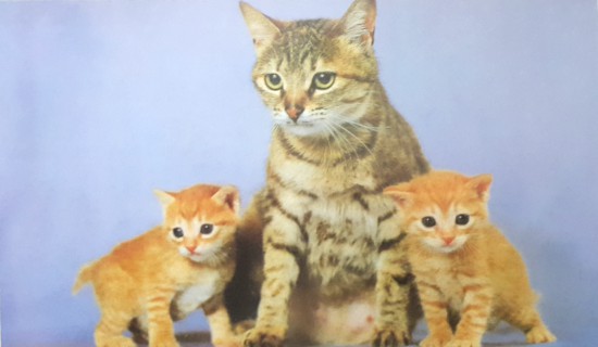  고양이종류 알아볼까요
