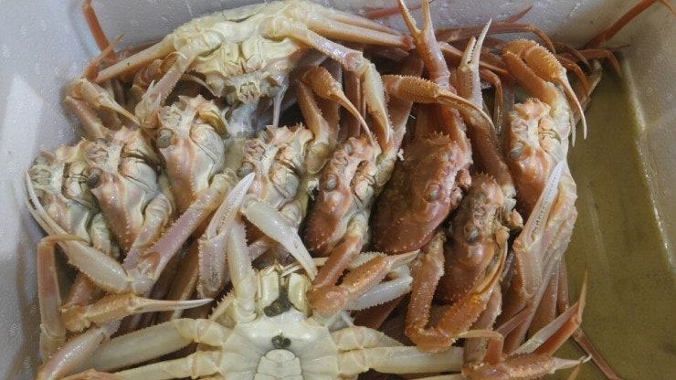 영덕대게 택배로 받아 집에서 맛있게 찌기