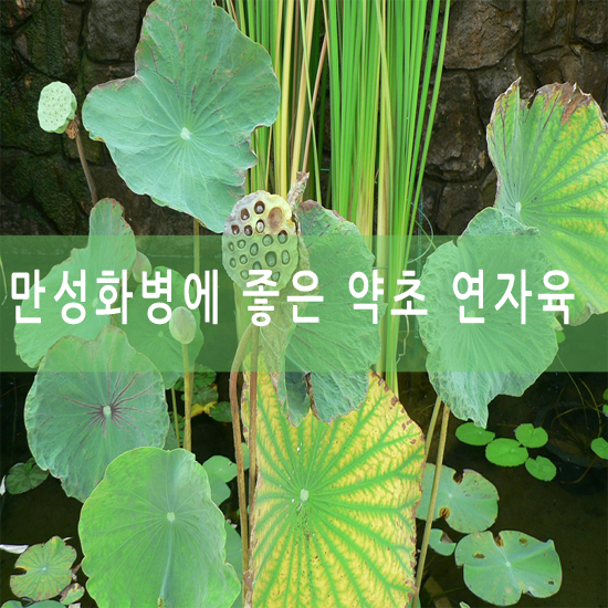  화병에 좋은 약초 연자육[연꽃] 효능과 성분 알아보기 ! 