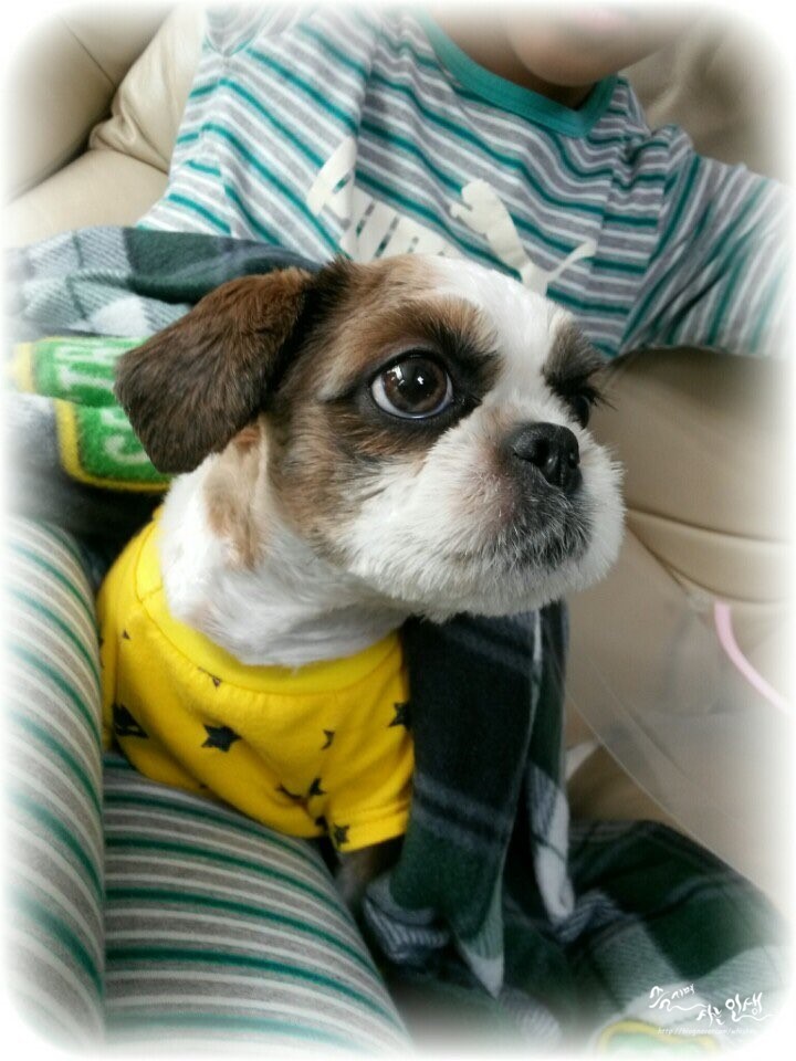  [유기견 입양기] 짱아 미소년으로 복귀