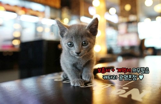 러시안블루 분양,가격 정보 : 네이버 블로그 러시안블루 분양,가격 정보 : 네이버 블로그