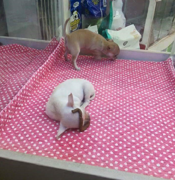 한국액션스릴러영화 더폰/과거를바꿔라