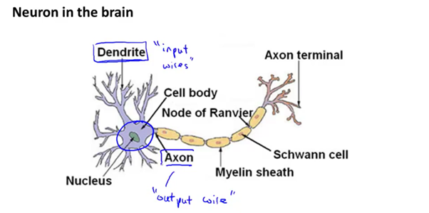 Lec26. Machine Learning(머신러닝) ? Neurons and the Brain