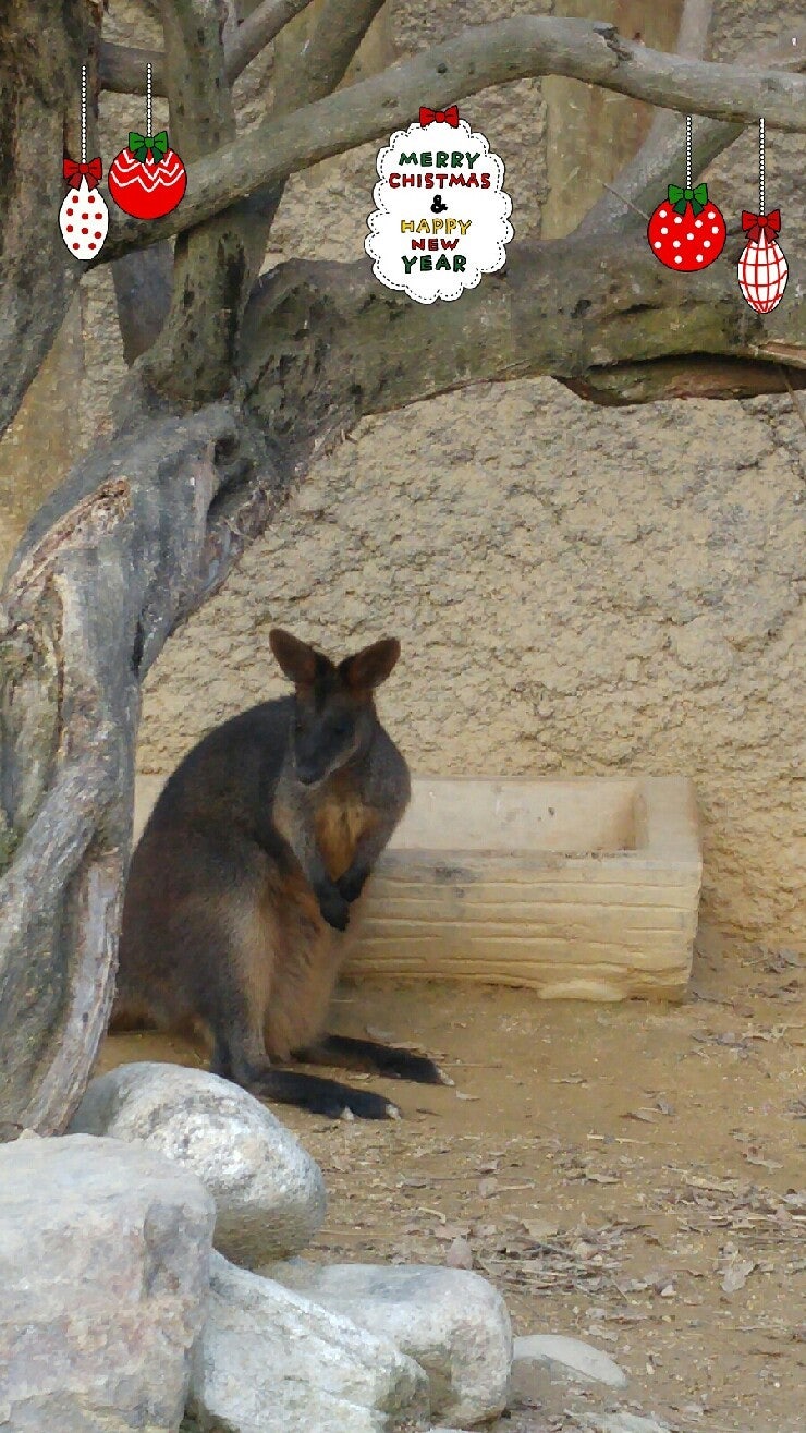 페이지를 그녀의 귀여운 아기와 캥거루 스톡 벡터 - ©ya-mayka 206793506, image size:740x1315