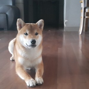  말썽꾸러기 히로