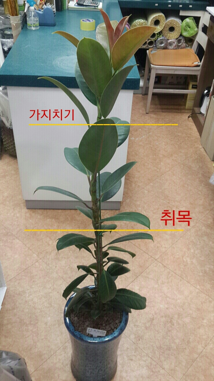 고무나무 가지치기 ♡ 고무나무 취목 ♡ 물꽂이 번식 : 네이버 블로그