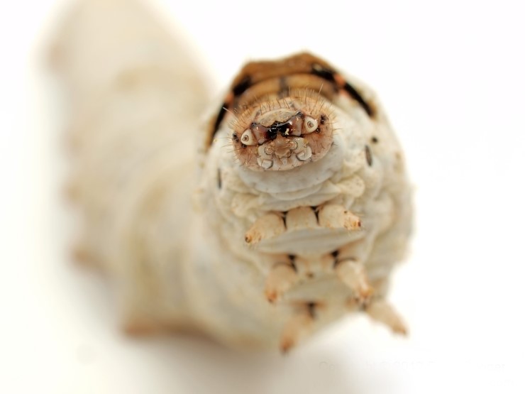 %BB%CD_%B4%A9%BF%A1silkworm-white-bkgrnd-copyright-ernie-cooper-2012_filtered.jpg?type=w2