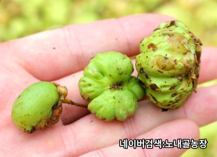 통풍의 원인과 통풍에 좋은 약초는?