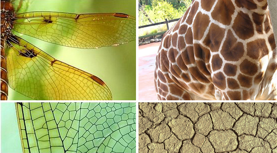 그림으로 보는 정의] 자연의 무늬를 설명하는 방법... 보로노이 다이어그램(Voronoi Diagram) : 네이버 블로그
