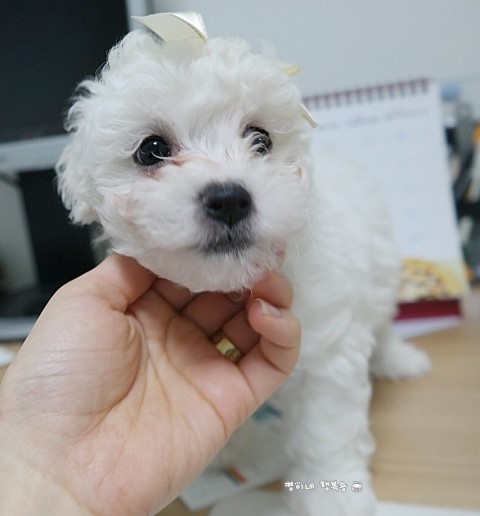  해피뉴이어  강아지 예방접종 [인천시민약국]